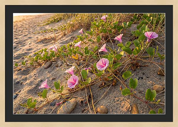 Beach Morning Glory Blooms