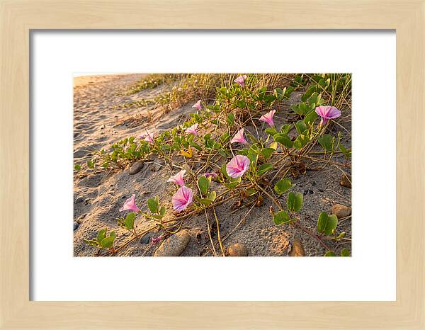 Beach Morning Glory Blooms