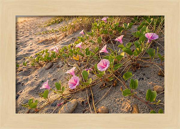 Beach Morning Glory Blooms