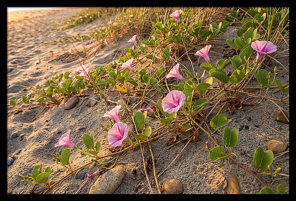 Beach Morning Glory Blooms