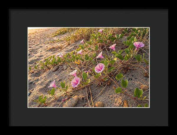 Beach Morning Glory Blooms