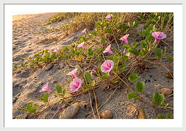 Beach Morning Glory Blooms