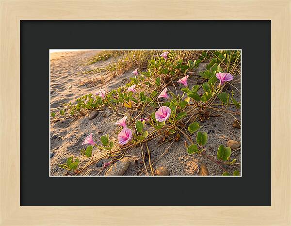 Beach Morning Glory Blooms