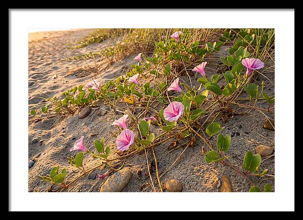 Beach Morning Glory Blooms