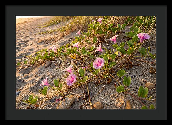 Beach Morning Glory Blooms