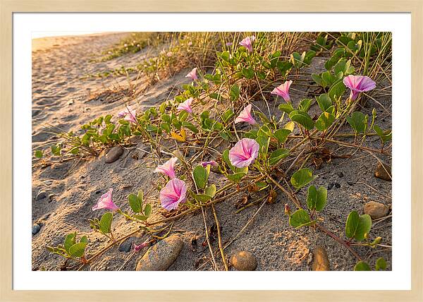 Beach Morning Glory Blooms