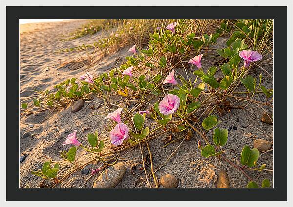 Beach Morning Glory Blooms