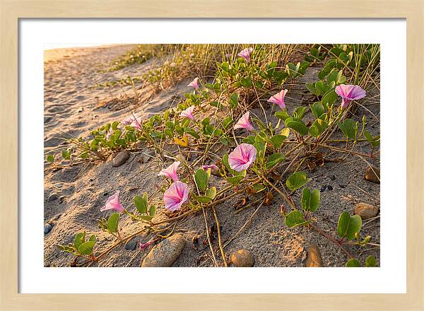 Beach Morning Glory Blooms
