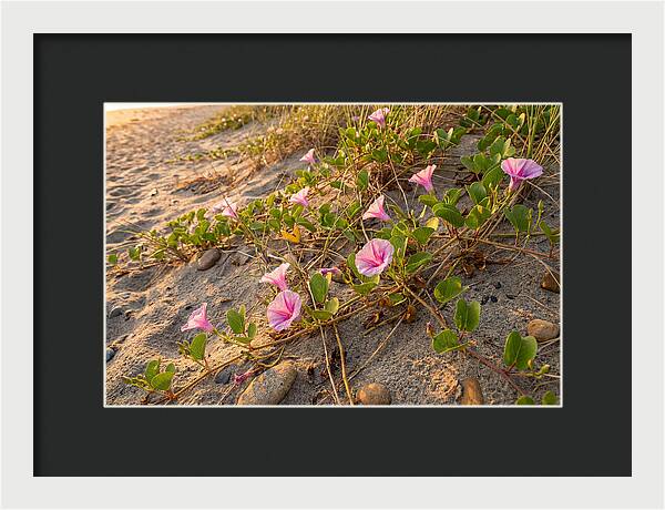 Beach Morning Glory Blooms