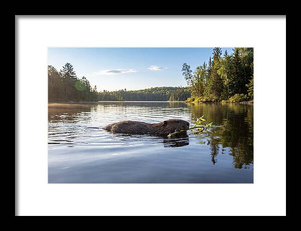 Beaver Gliding Through Water