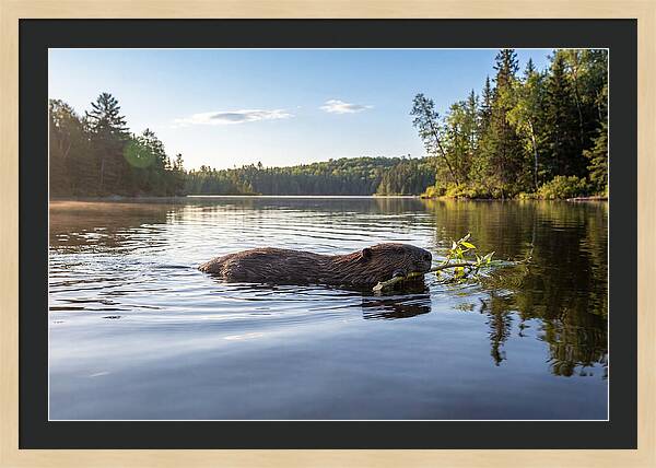 Beaver Gliding Through Water