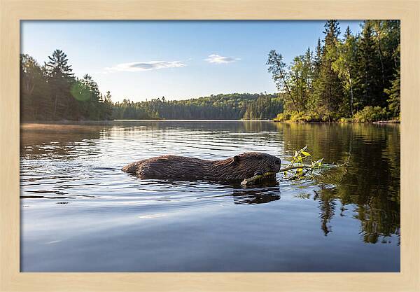 Beaver Gliding Through Water