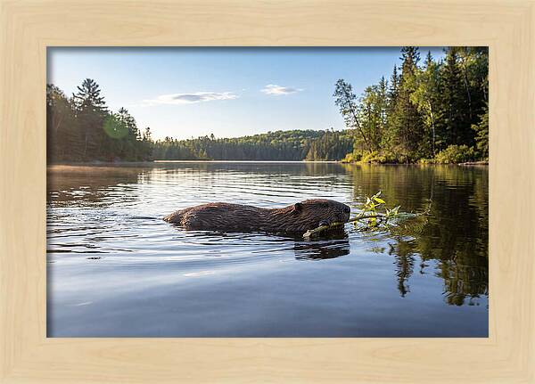 Beaver Gliding Through Water