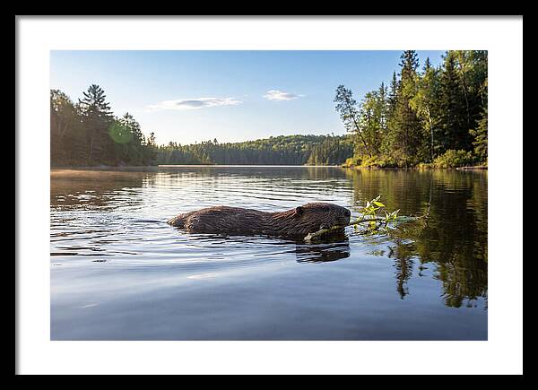 Beaver Gliding Through Water