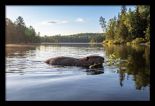Beaver Gliding Through Water