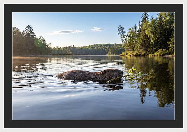 Beaver Gliding Through Water