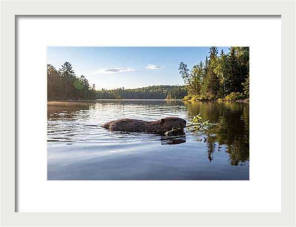 Beaver Gliding Through Water