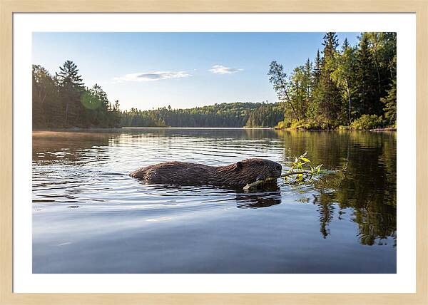 Beaver Gliding Through Water