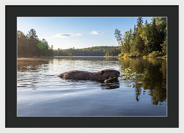 Beaver Gliding Through Water