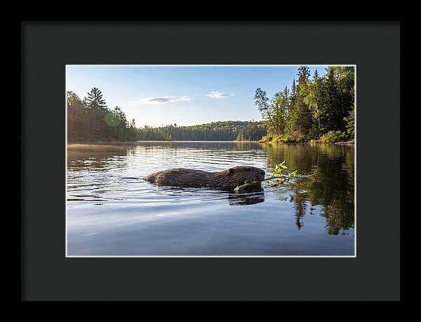 Beaver Gliding Through Water