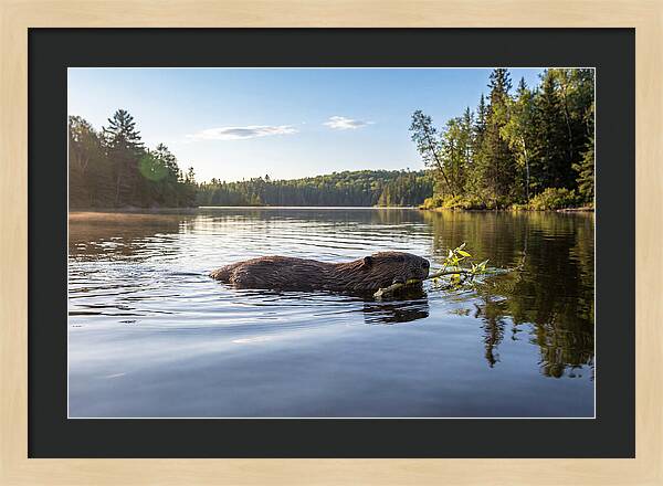 Beaver Gliding Through Water