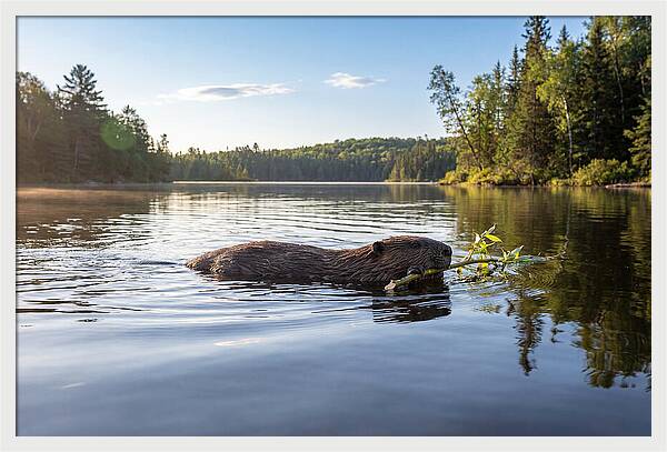 Beaver Gliding Through Water