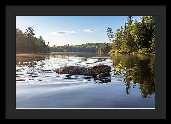Beaver Gliding Through Water
