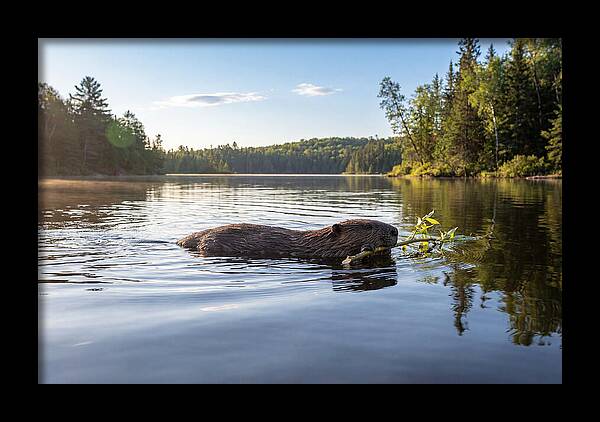 Beaver Gliding Through Water