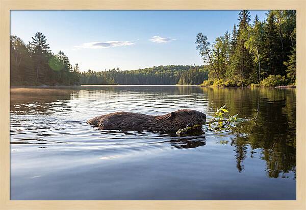 Beaver Gliding Through Water