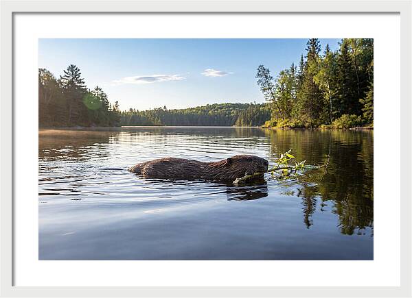 Beaver Gliding Through Water