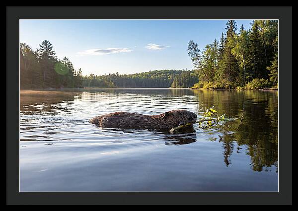 Beaver Gliding Through Water