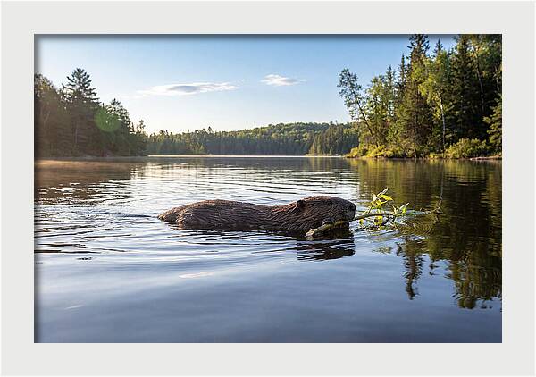 Beaver Gliding Through Water