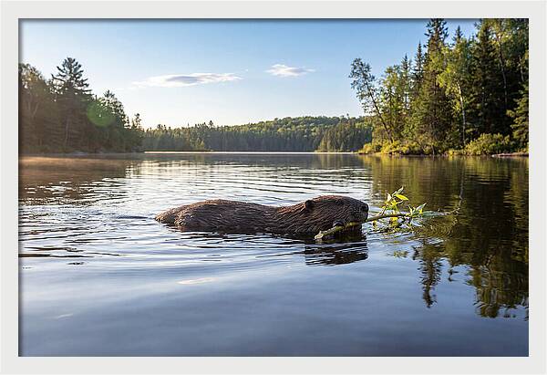 Beaver Gliding Through Water