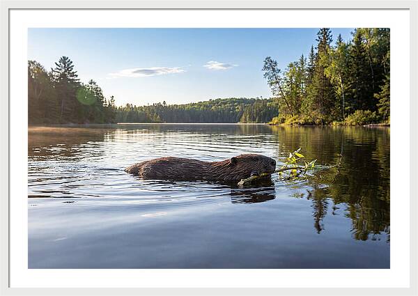 Beaver Gliding Through Water
