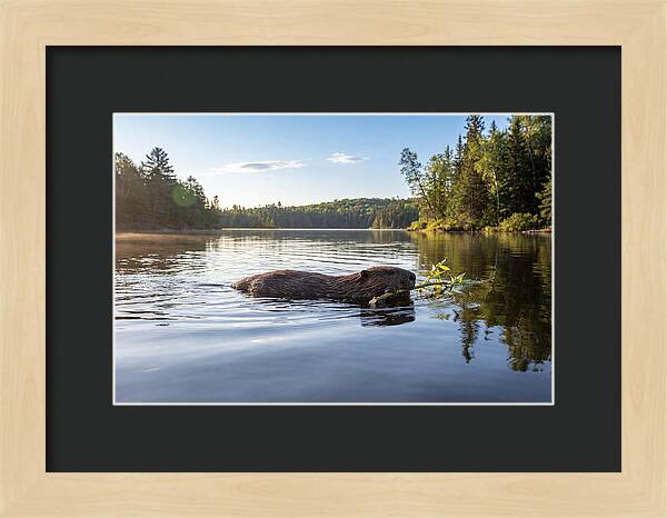 Beaver Gliding Through Water
