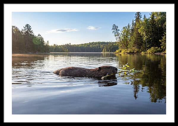 Beaver Gliding Through Water
