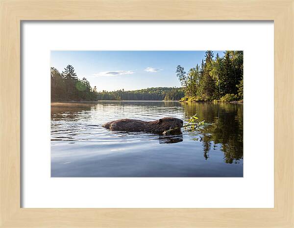 Beaver Gliding Through Water