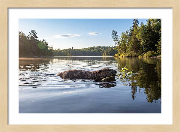 Beaver Gliding Through Water
