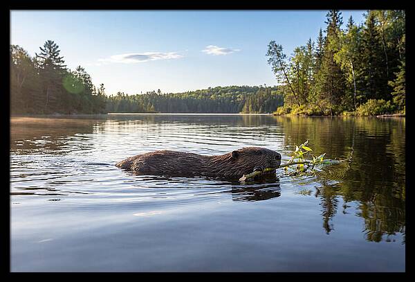 Beaver Gliding Through Water