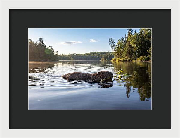 Beaver Gliding Through Water