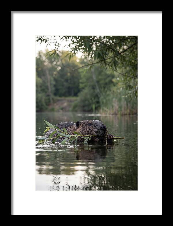 Beaver Swimming With Branch