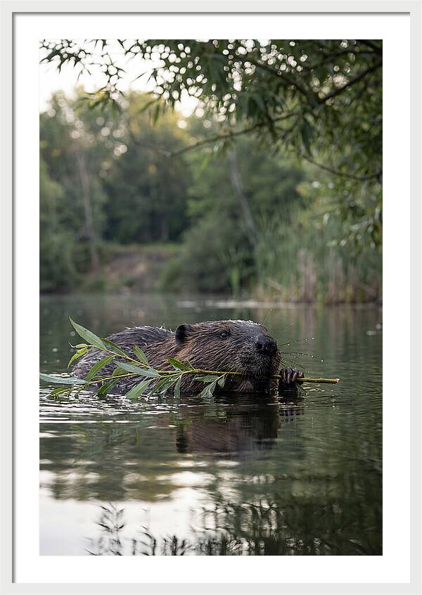 Beaver Swimming With Branch