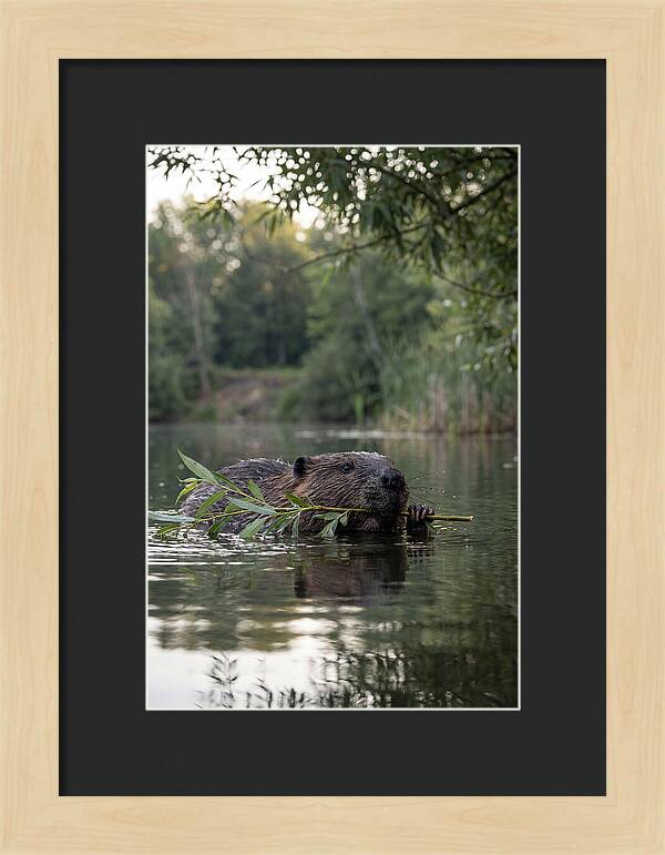 Beaver Swimming With Branch