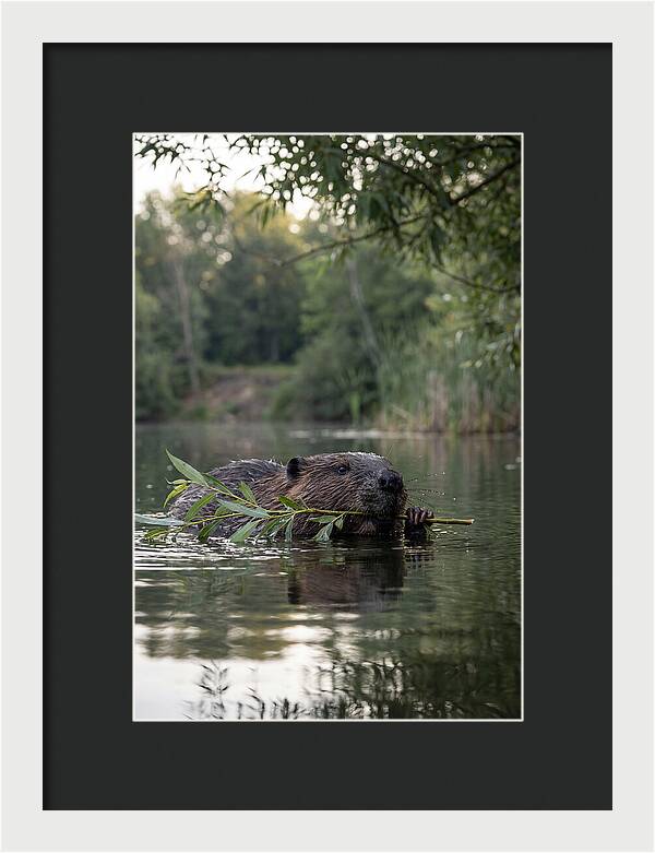 Beaver Swimming With Branch