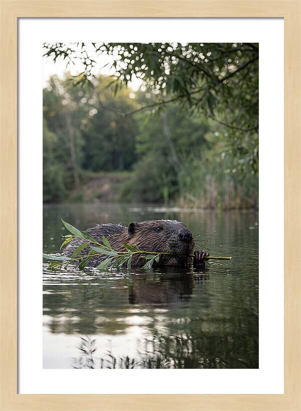 Beaver Swimming With Branch