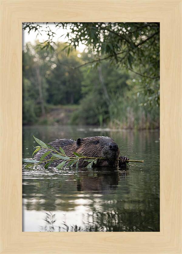 Beaver Swimming With Branch