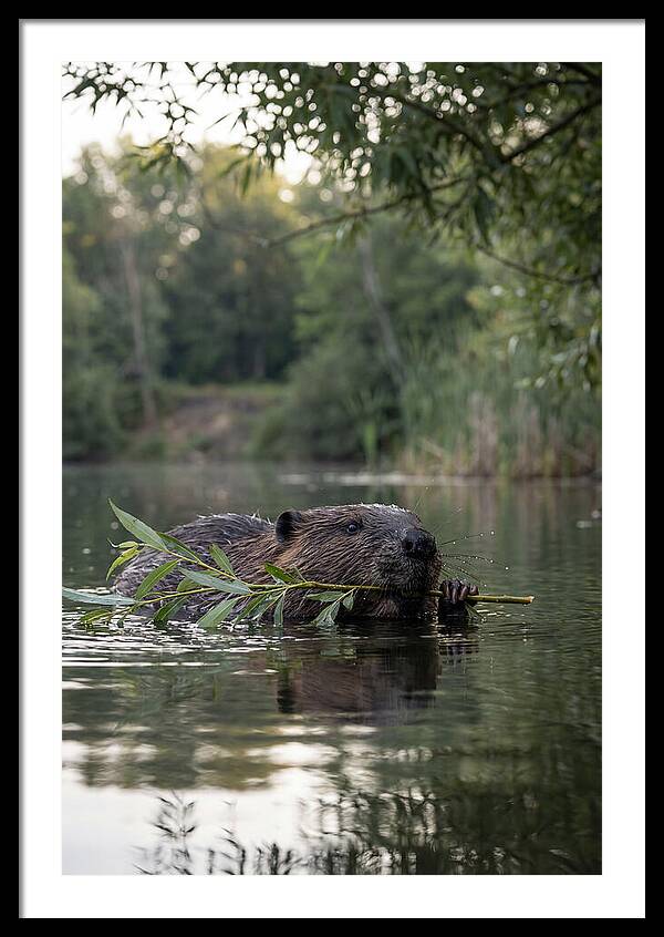 Beaver Swimming With Branch