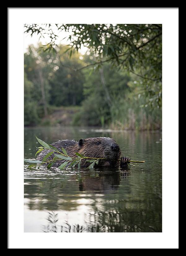 Beaver Swimming With Branch
