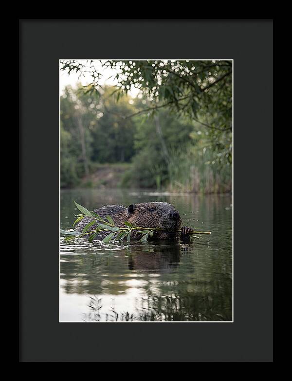 Beaver Swimming With Branch
