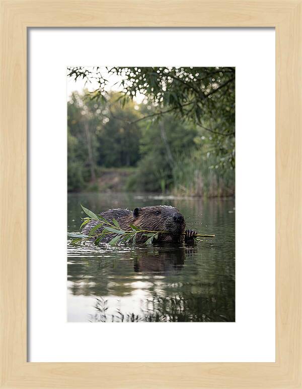 Beaver Swimming With Branch